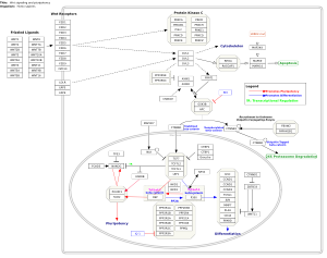 Wnt signaling and pluripotency