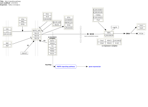 Notch signaling pathway