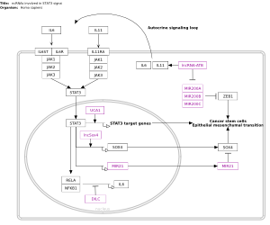 ncRNAs involved in STAT3 signaling in hepatocellular carcinoma