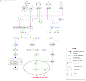 T cell receptor and co-stimulatory signaling