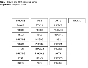 Insulin and TOR signaling genes