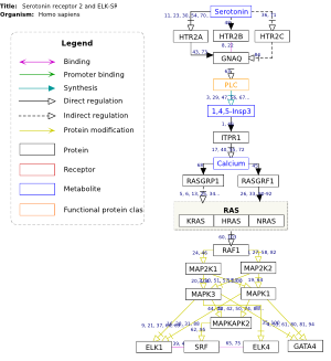 Serotonin receptor 2 and ELK-SRF/GATA4 signaling