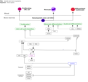 Imatinib and chronic myeloid leukemia