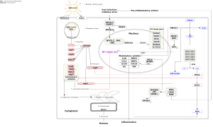 Antiviral and anti-inflammatory effects of Nrf2 on SARS-CoV-2 pathway