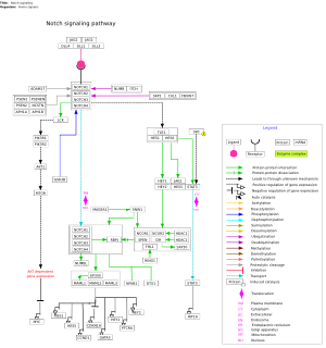 Notch signaling