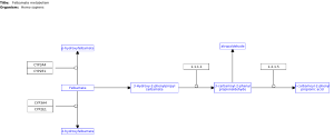 Felbamate metabolism