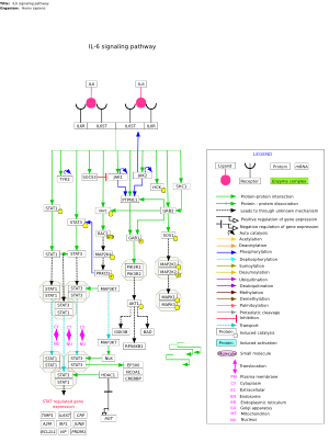 IL6 signaling pathway