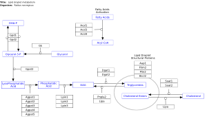 Lipid droplet metabolism