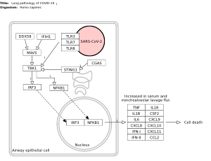 Lung pathology of COVID-19