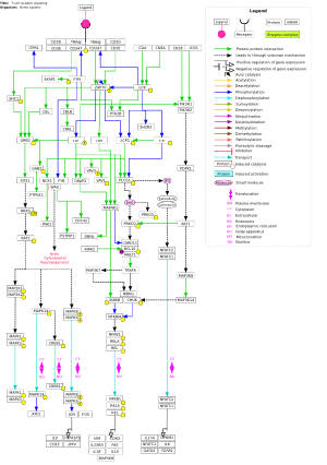 T-cell receptor signaling