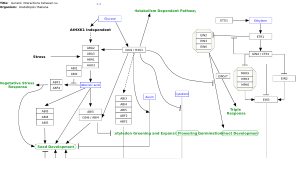 Genetic interactions between sugar and hormone signaling