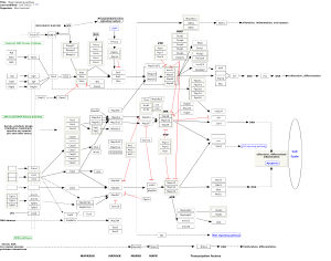 Mapk signaling pathway