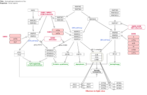 Host-pathogen interaction of human coronaviruses - MAPK signaling