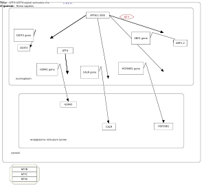 ATF6 (ATF6-alpha) activates chaperone genes