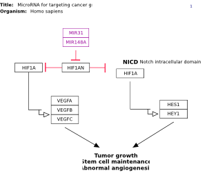 MicroRNA for targeting cancer growth and vascularization in glioblastoma
