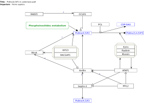 PtdIns(4,5)P2 in cytokinesis pathway