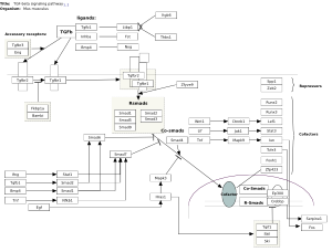 TGF-beta signaling pathway