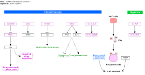 lncRNA-mediated mechanisms of therapeutic resistance