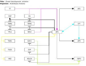 Flower development: initiation