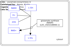 Glutamate biosynthesis IV