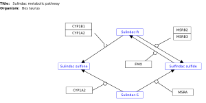 Sulindac metabolic pathway