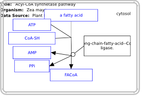 Acyl-CoA synthetase pathway