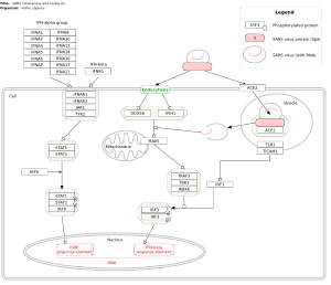 SARS coronavirus and innate immunity