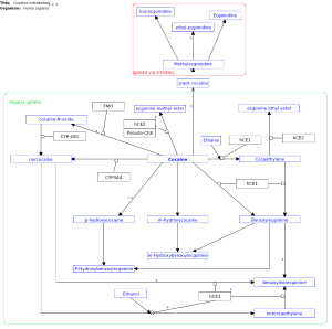 Cocaine metabolism