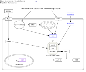 Nanomaterial-induced inflammasome activation