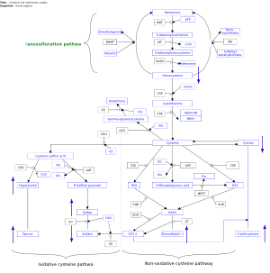 Cysteine and methionine catabolism