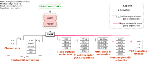 Pathogenesis of SARS-CoV-2 mediated by nsp9-nsp10 complex