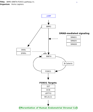 BMP2-WNT4-FOXO1 pathway in primary endometrial stromal cell differentiation