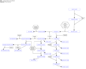 Omega-9 fatty acid synthesis