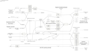 Toll-like receptor signaling pathway