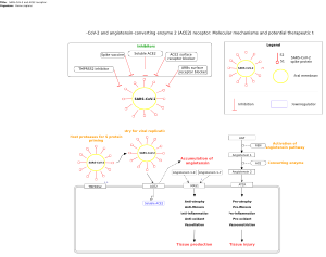 SARS-CoV-2 and ACE2 receptor: molecular mechanisms