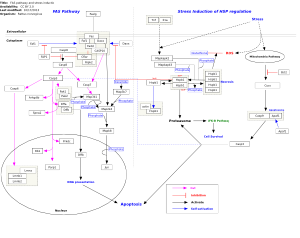 FAS pathway and stress induction of HSP regulation