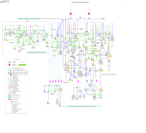 EGF/EGFR signaling