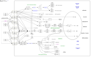 ErbB signaling