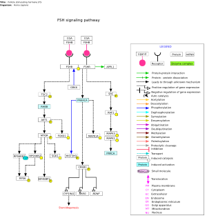 Follicle stimulating hormone (FSH) signaling pathway