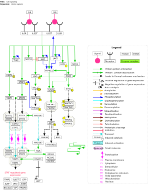 IL6 signaling