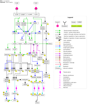 IL1 signaling