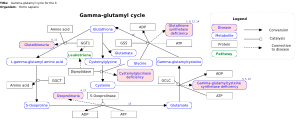 Gamma-glutamyl cycle for the biosynthesis and degradation of glutathione, including diseases