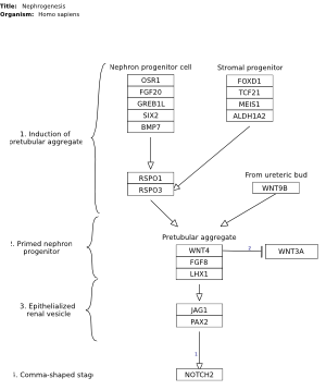 Nephrogenesis