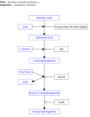 Bacterial ceramide synthesis