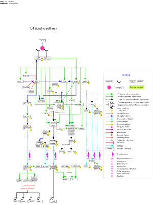 IL4 signaling