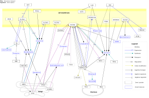 Monoamine transport