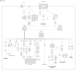 Ras signaling