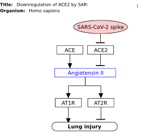 Downregulation of ACE2 by SARS-CoV-2 spike protein