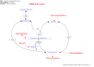 Synthesis and degradation of ketone bodies