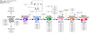 Cardiac progenitor differentiation